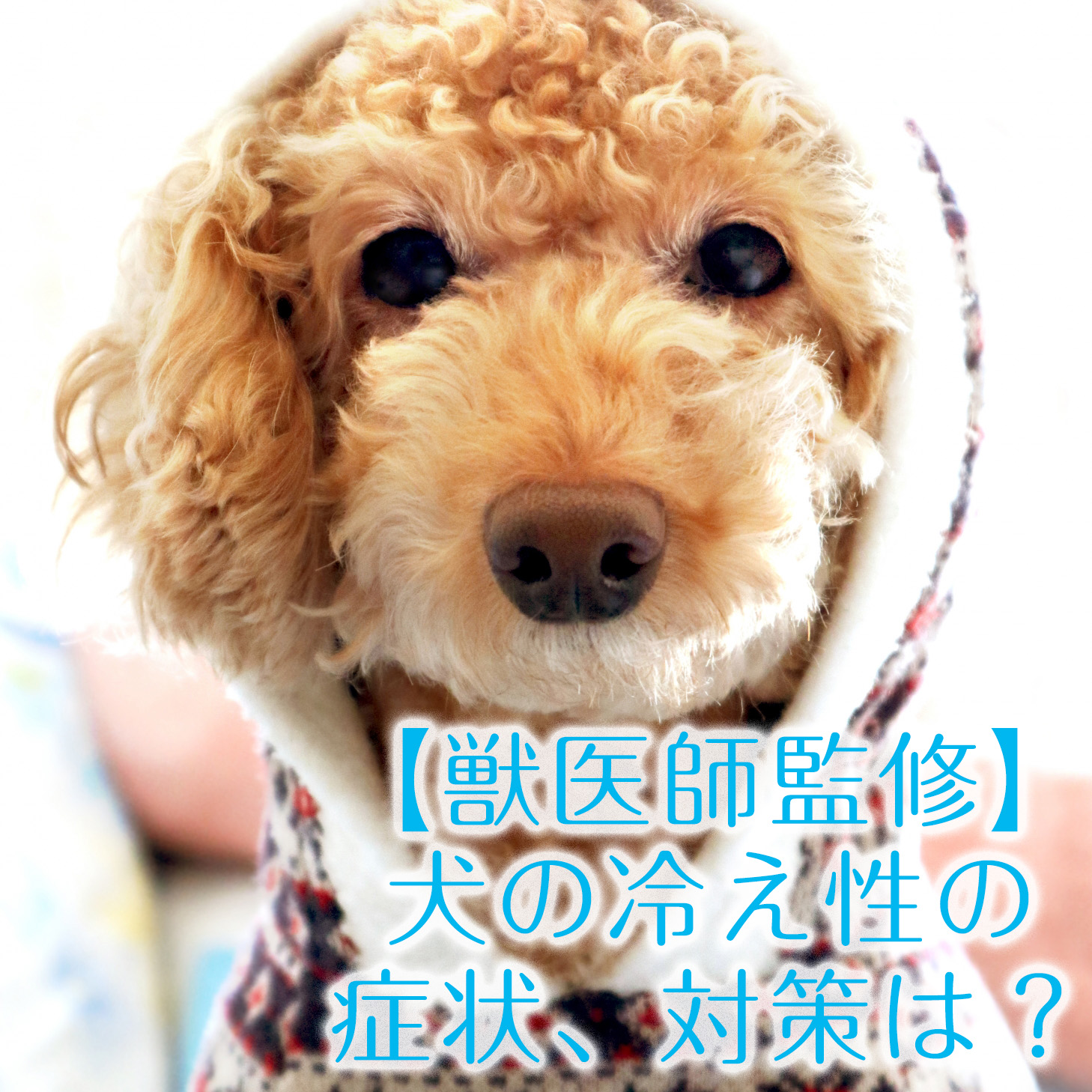 【獣医師監修】犬の冷え性の症状、対策は？冷えることで注意したい病気