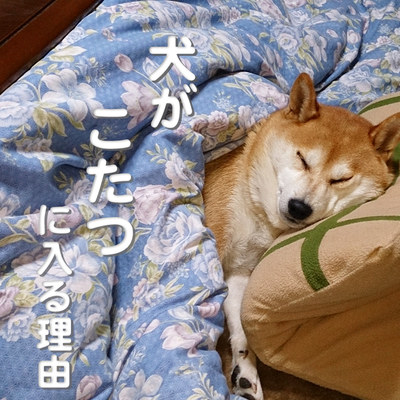 犬がこたつに入るのは大丈夫？リスクと注意点を紹介！