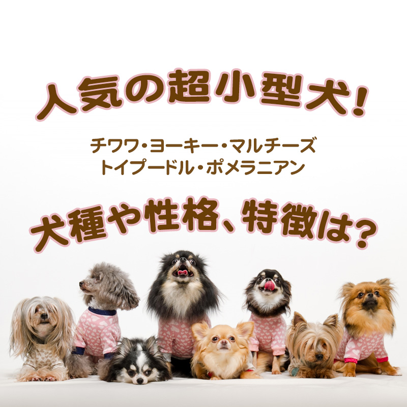 人気の超小型犬の犬種や性格、特徴は？豆柴やティーカッププードルは？