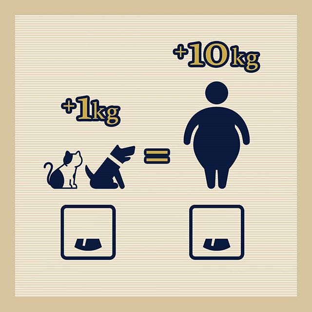 愛犬の体重コントロール3つのポイント ！飼い主も愛犬もストレスのない健康管理とは？