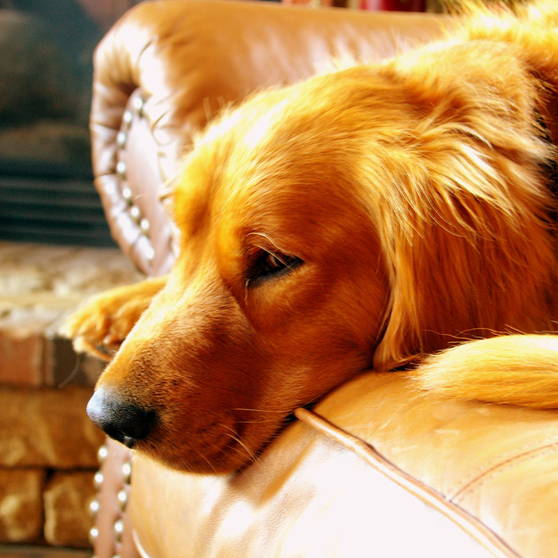 【獣医師監修】犬のリンパ腫とは？原因・治療・予防法について