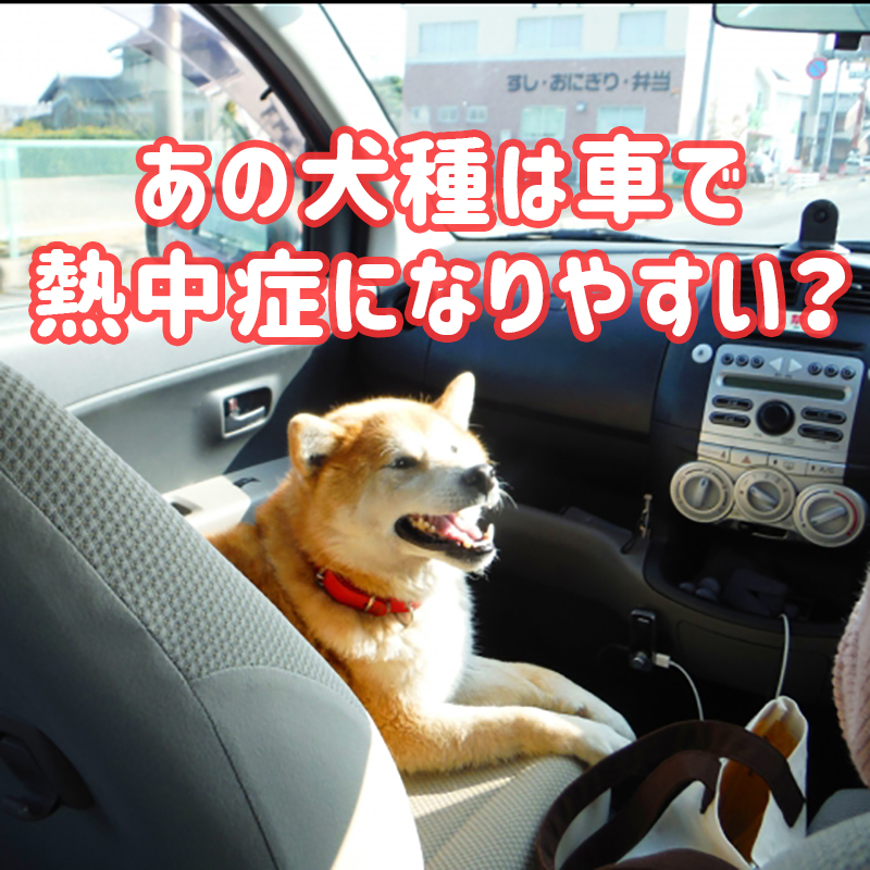 車内での犬の熱中症が頻発！ドライブ中の愛犬の熱中症対策4選