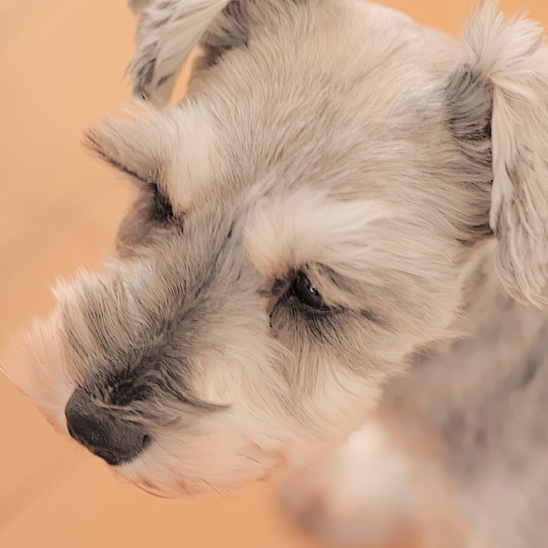 犬のまつげに注目！役割や伸びたまつげの対処法について紹介！