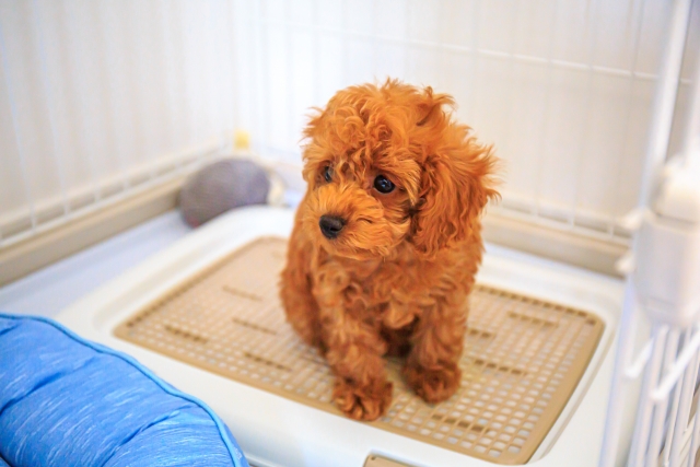 トイレに座る子犬