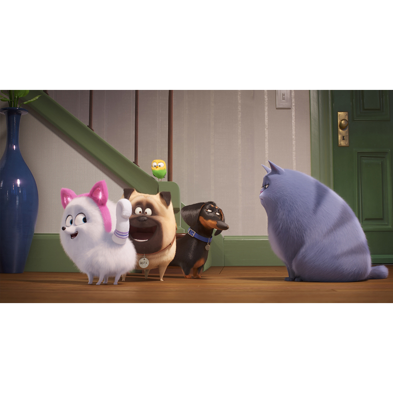 【映画ペット2】ポメラニアンが「猫」になるため猫耳＆しっぽ姿でスパルタキャットレッスン！？
