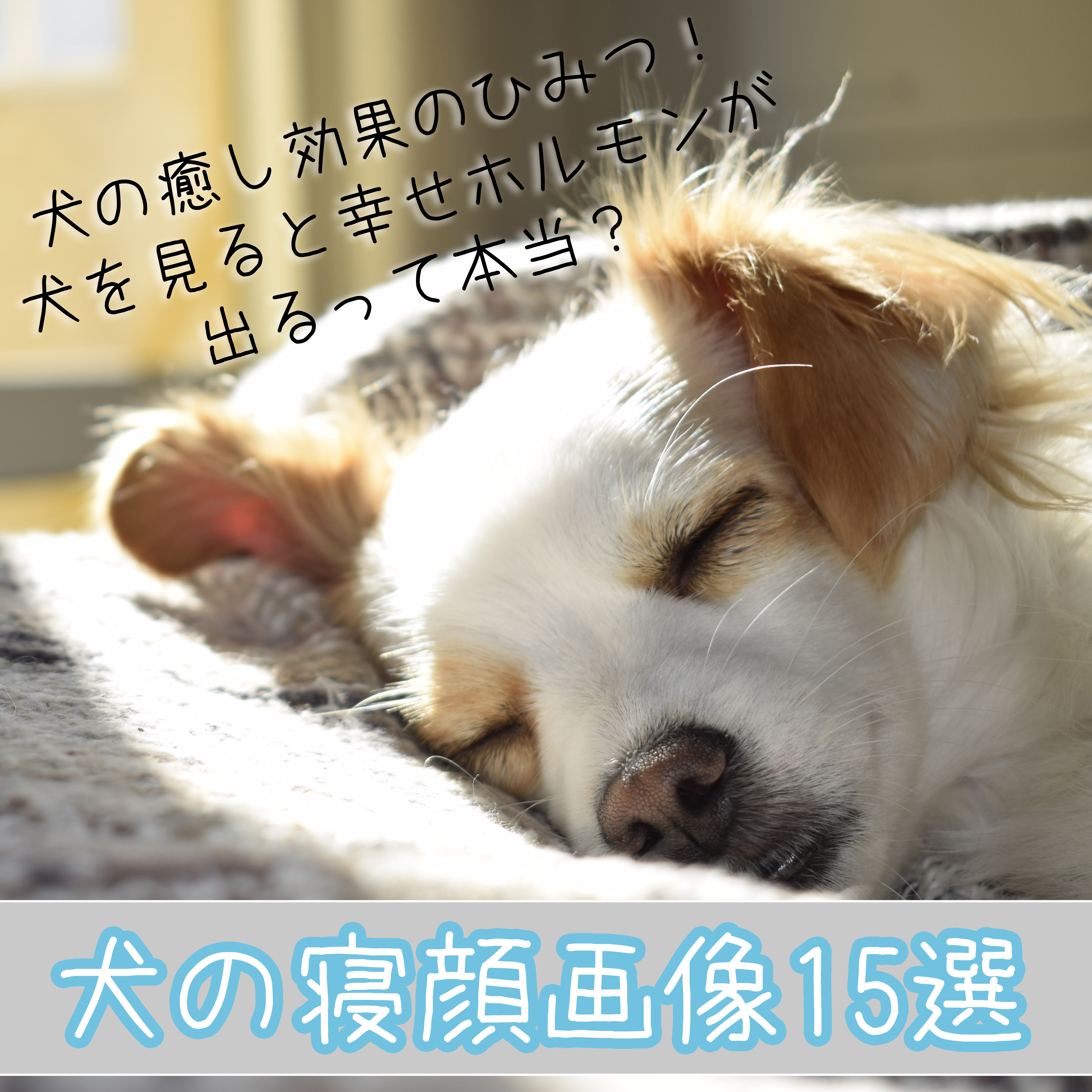 【犬の寝顔画像15選】犬の癒し効果のひみつ！犬を見ると幸せホルモンが出るって本当？
