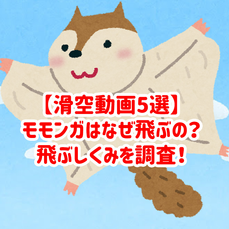 【滑空動画5選】モモンガはなぜ飛ぶの？飛ぶしくみを調査！モモンガが飛ぶ動画もご紹介