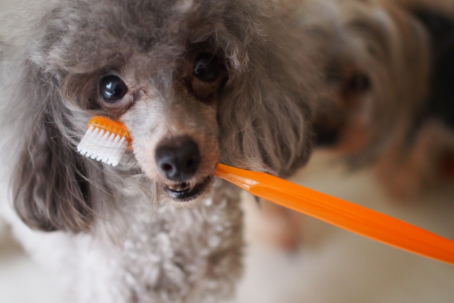 歯ブラシを噛んでいる犬