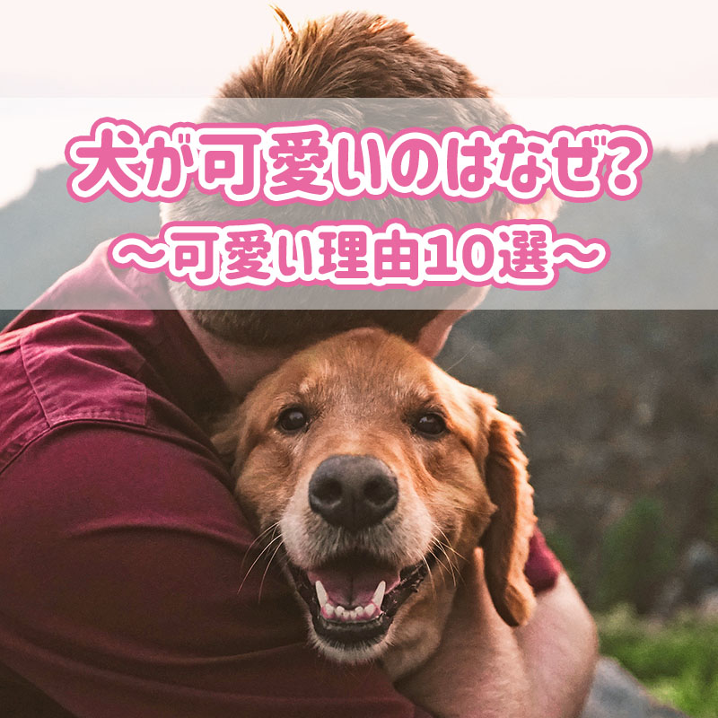 【かわいい理由10選】犬が可愛いのはなぜ？理由をご紹介！