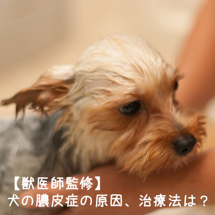 【獣医師監修】犬の膿皮症の原因、治療法は？皮膚トラブルを予防しよう