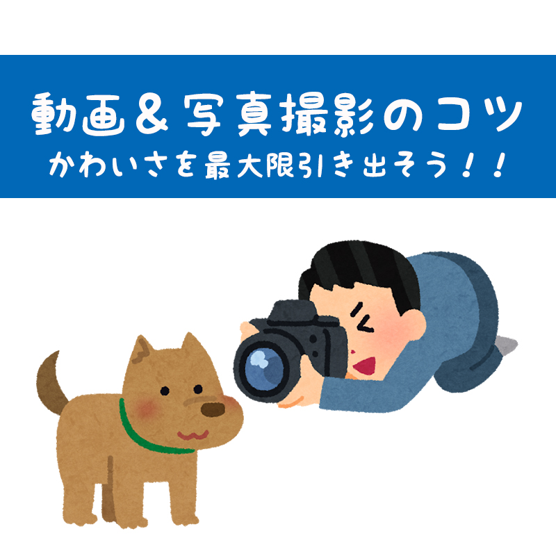 柴犬の子犬のかわいさを最大限に引き出す動画＆写真撮影のコツ