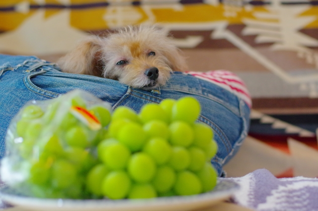犬とマスカット