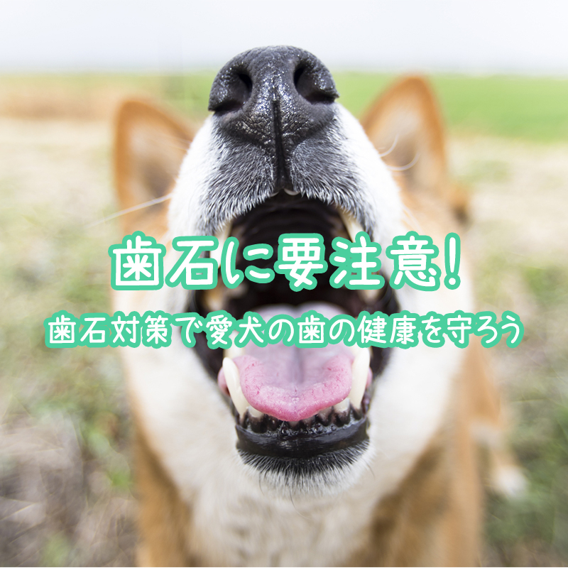 犬の歯石に要注意！歯石対策で愛犬の歯の健康を守ろう。