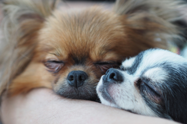 抱っこされて寝る2匹の犬