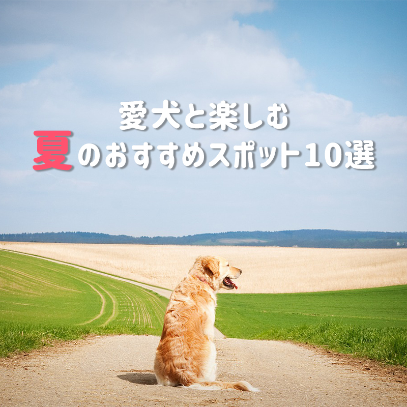 【夏休みおでかけ特集】愛犬と楽しむ夏のおすすめスポット10選【関東】
