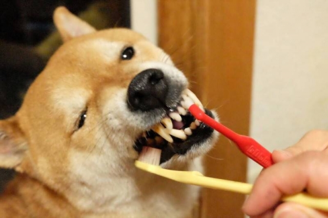 歯磨きを嫌がる犬の口臭対策