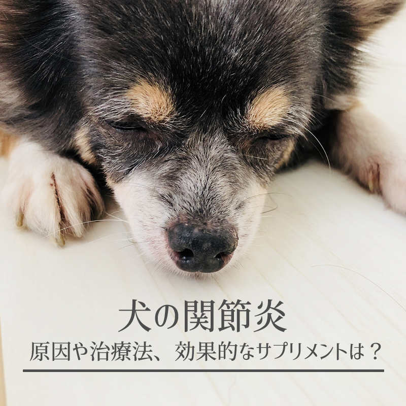【獣医師監修】犬の関節炎の原因や治療法、効果的なサプリメントは？
