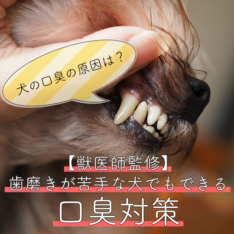【獣医師監修】犬の口臭の原因は？歯磨きが苦手な犬でもできる口臭対策