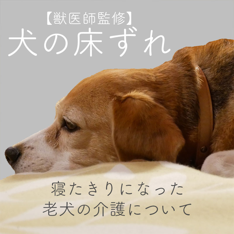 【獣医師監修】愛犬の床ずれへの対応方法。寝たきりになった老犬の介護について