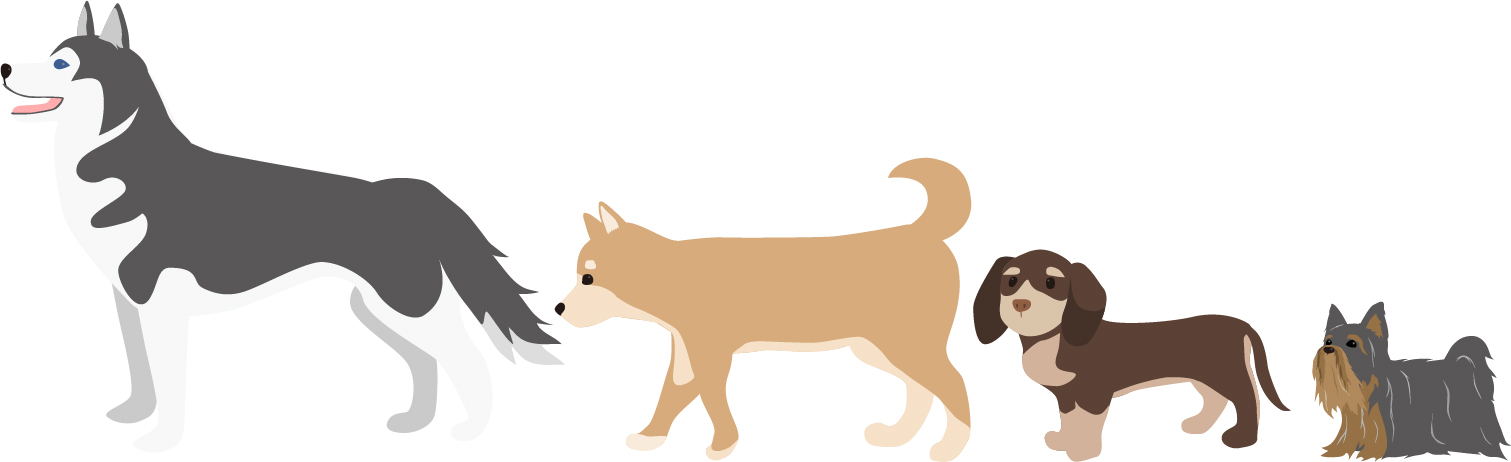 犬の大きさ別のリード種類