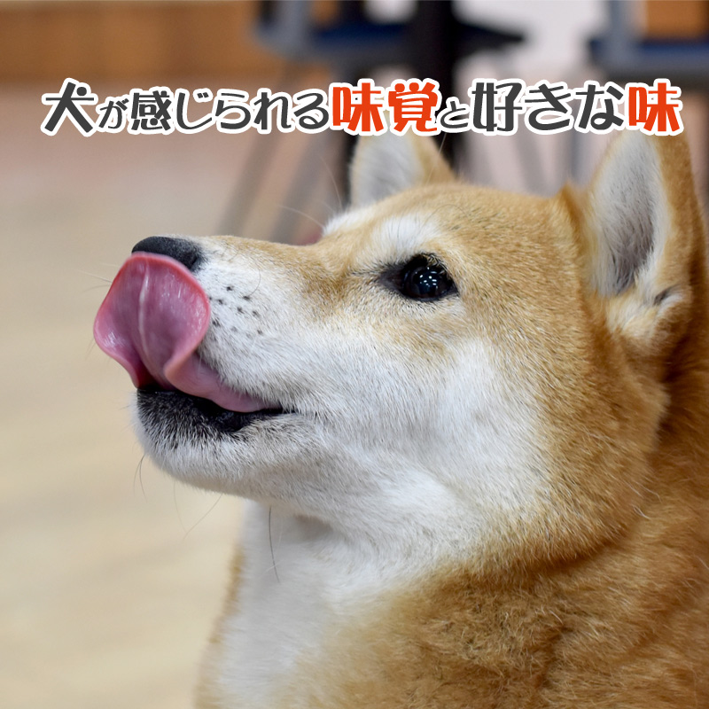 犬に味覚はある？舌で感じることが出来る味覚と犬が好む味覚について
