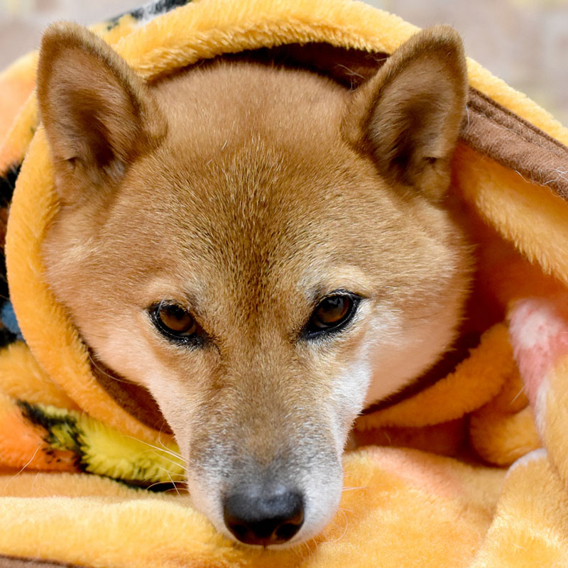 犬がブランケットにくるまる理由とは？毛布の選び方３つを紹介！