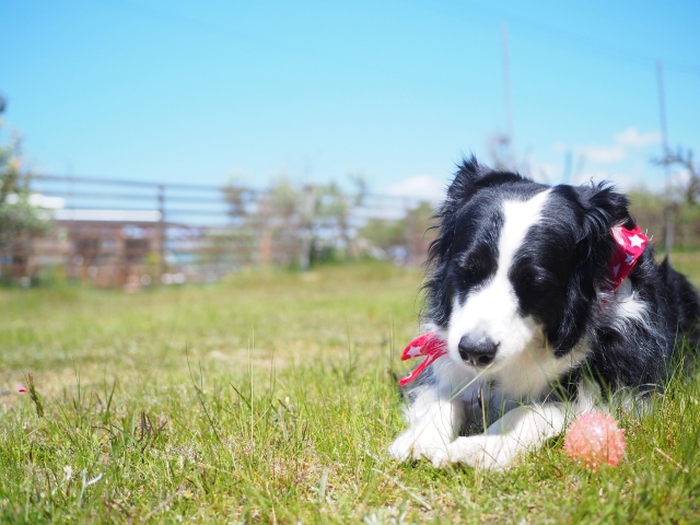草原で遊ぶ犬