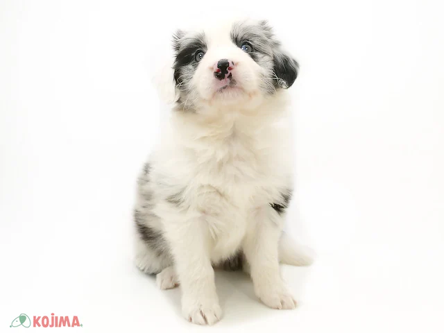 ボーダーコリー ブルーマール