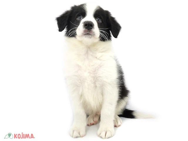 ボーダーコリー ブラック&ホワイト