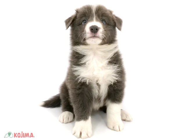 ボーダーコリー ブルー&ホワイト