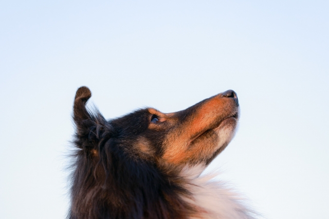 空を見上げる犬