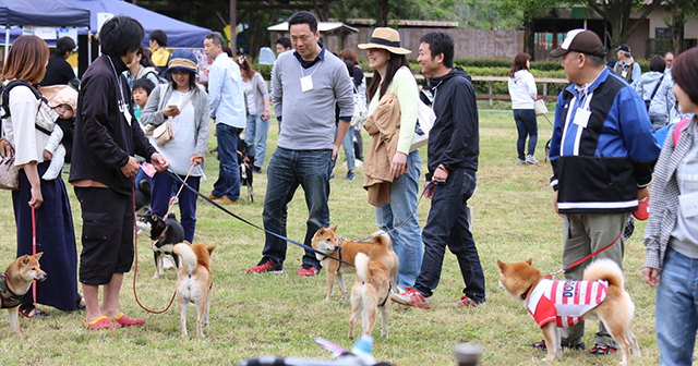 日本犬集合