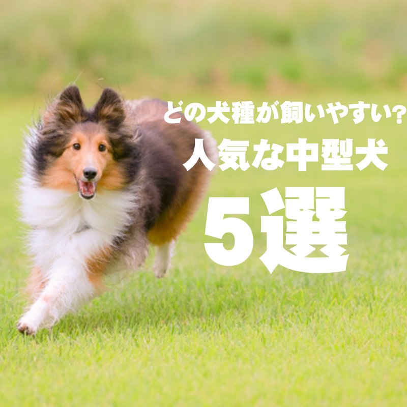 【人気の中型犬5種】中型犬は飼いやすい？