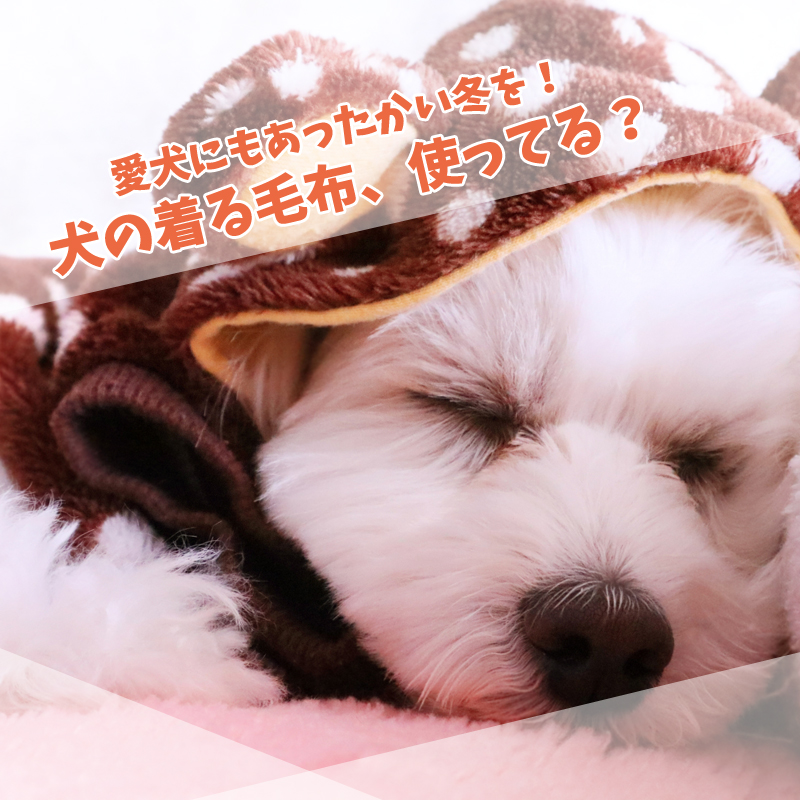 愛犬にもあっかたい冬を！犬の着る毛布、使ってる？