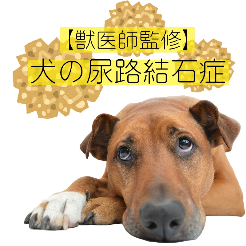 【獣医師監修】犬の尿路結石症の原因は？こんな仕草を見せたら結石ができているかも。