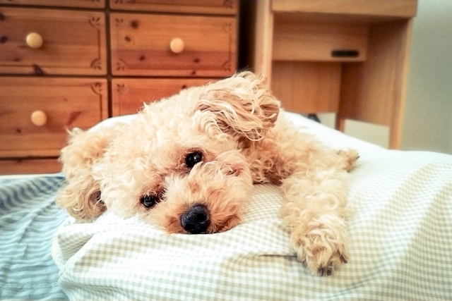 拗ねているトイプードル