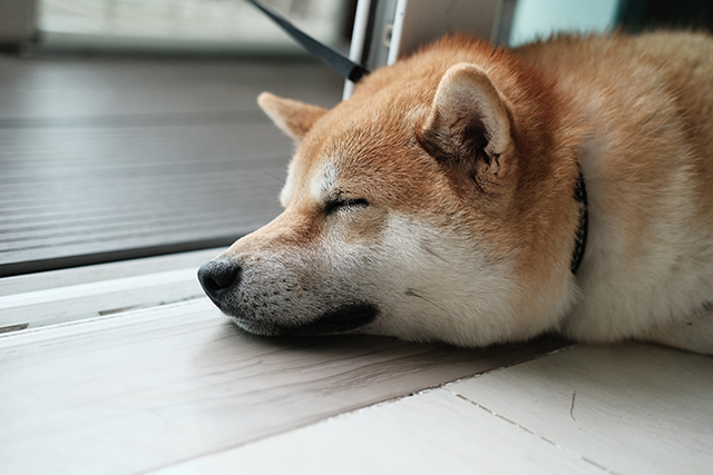犬が寝るのに適した場所はどこ 一緒に布団で寝ていいの 犬が安眠できる条件とは