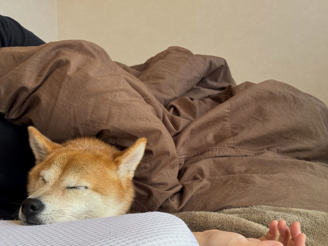 飼い主と一緒にベッドで寝る犬