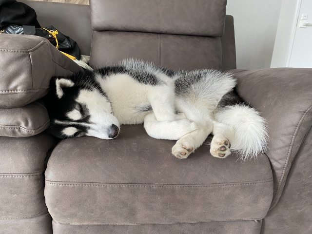 ソファで丸まって寝ている犬