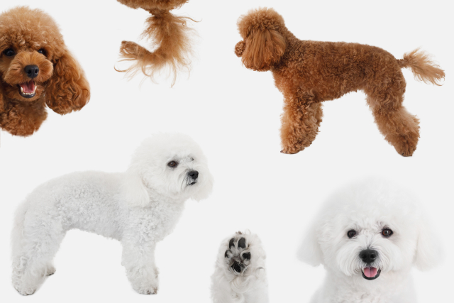 ビションフリーゼとトイプードル