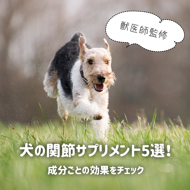 【獣医師監修】犬の関節サプリメント5選！成分ごとの効果をチェック