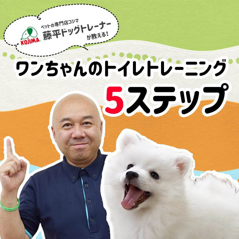 【動画付き】ドッグトレーナーが教える犬のトイレトレーニング5ステップ