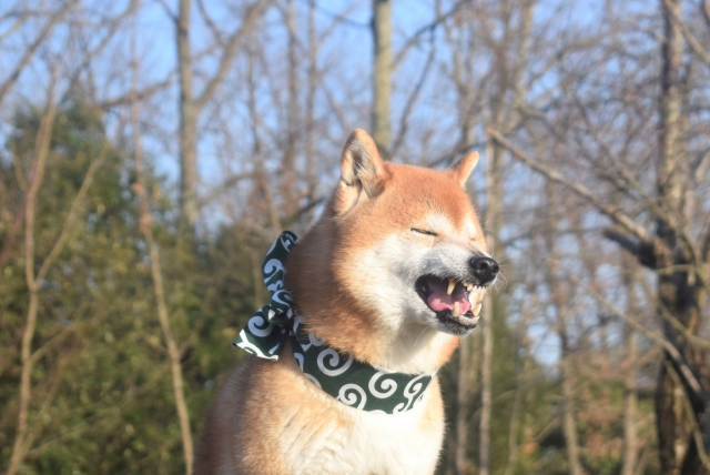 くしゃみをした犬