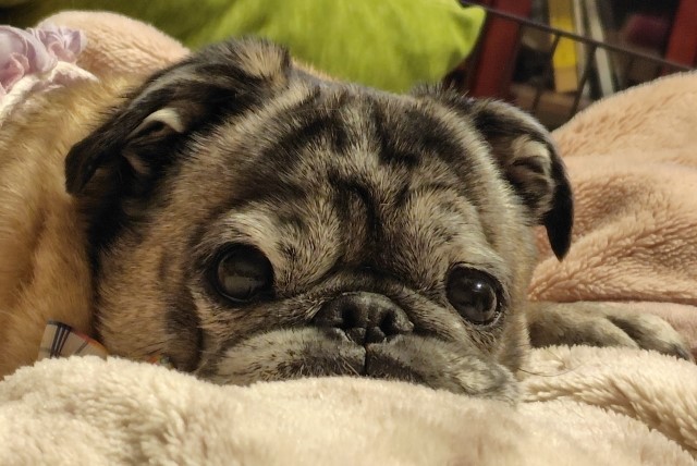 元気のないパグ