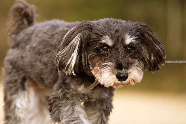 ミニチュア・シュナウザー