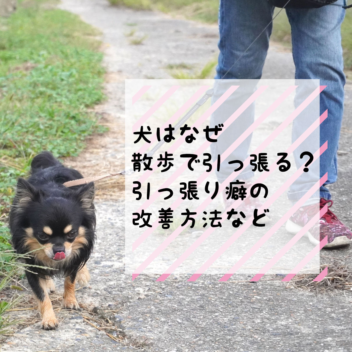 【ドッグトレーナー監修】犬はなぜ散歩で引っ張る？引っ張り癖の改善方法など