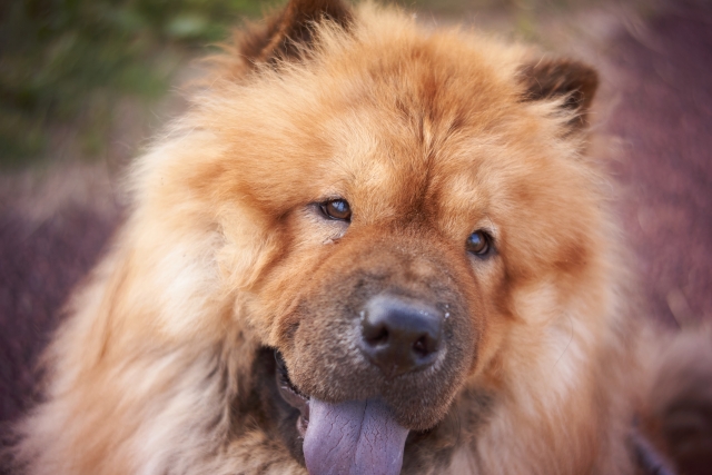 チャウチャウの顔アップ