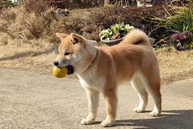 ボールを加えた柴犬