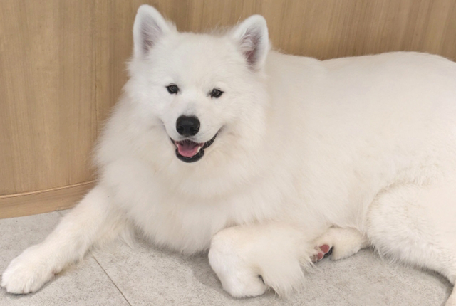 白い大型犬　サモエド