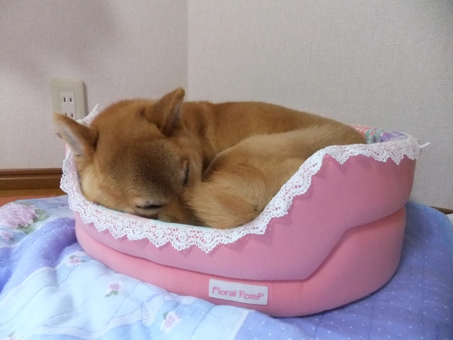 ベッドで寝ている柴犬